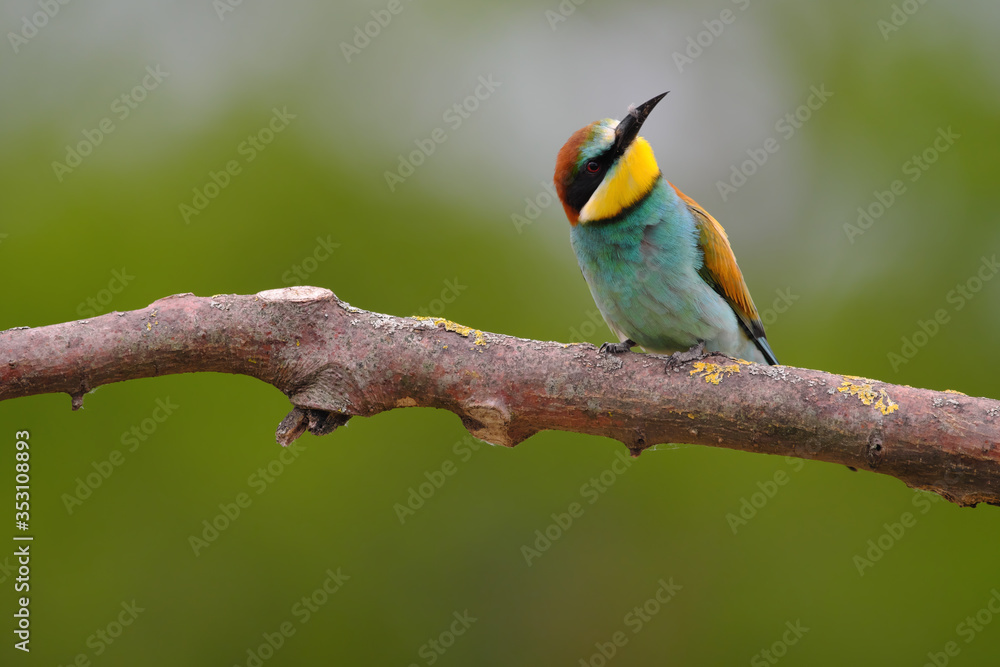 European Bee-Eater - Merops Apiaster on a branch , exotic colorful migratory bird European Bee-Eater - Merops Apiaster on a branch , exotic colorful migratory bird