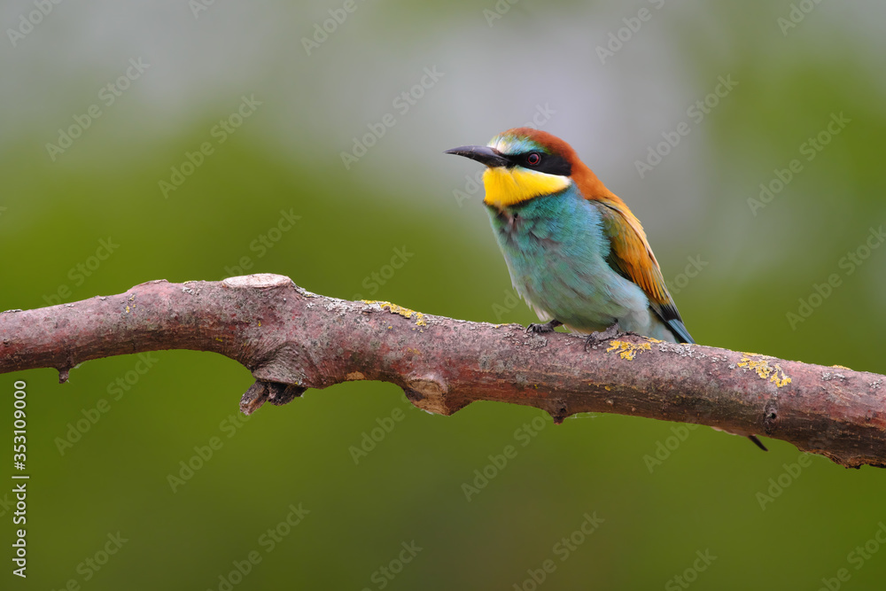 European Bee-Eater - Merops Apiaster on a branch , exotic colorful migratory bird European Bee-Eater - Merops Apiaster on a branch , exotic colorful migratory bird