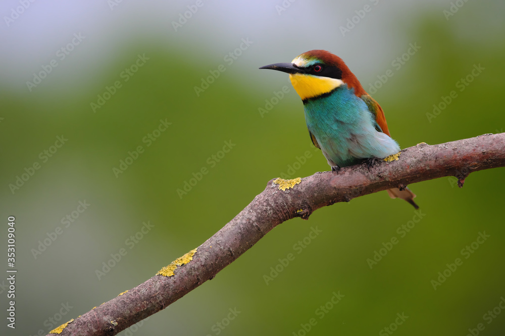 European Bee-Eater - Merops Apiaster on a branch , exotic colorful migratory bird European Bee-Eater - Merops Apiaster on a branch , exotic colorful migratory bird