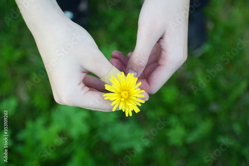 Girls hands holding yellow dandelion flower against background of green grass with copy space. Concept of childhood, health, eco-friendly lifestyle. 