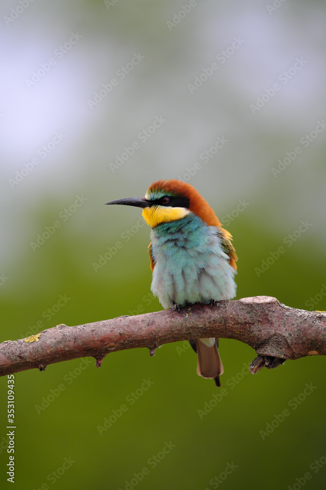 Fototapeta premium European Bee-Eater - Merops Apiaster on a branch , exotic colorful migratory bird