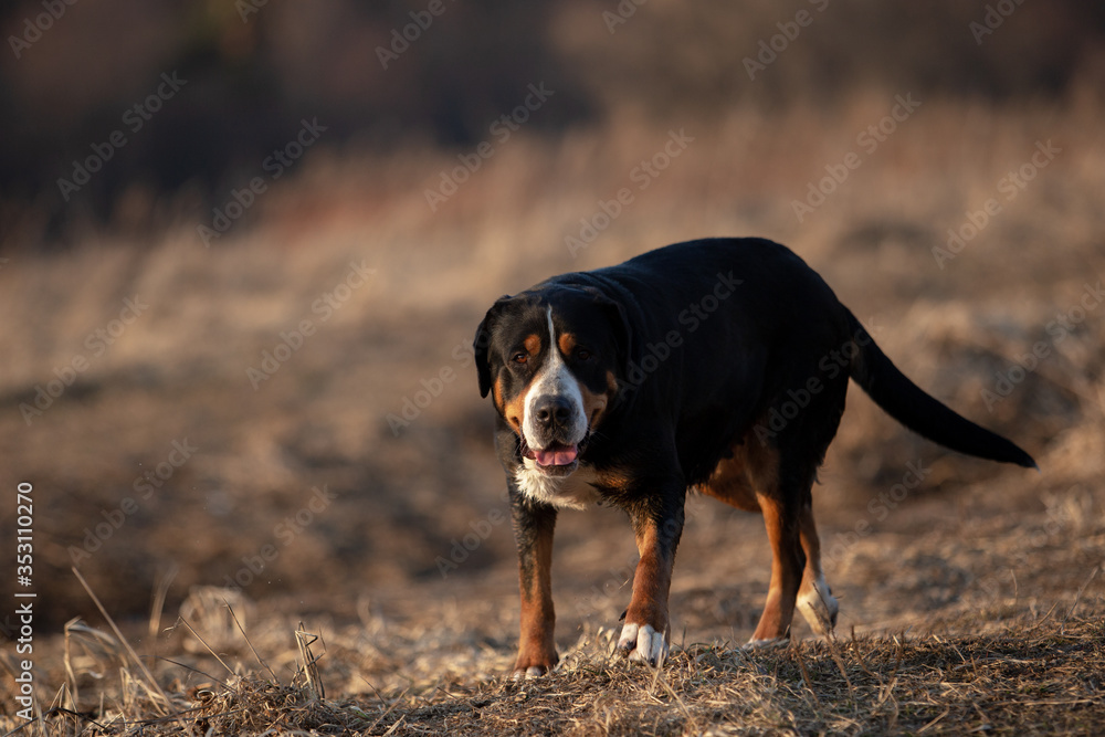 Portrait of a cute great swiss mountain dog in spring park. Portrait of a cute great swiss mountain dog in spring park.