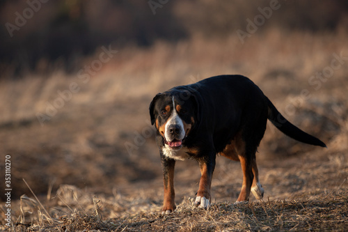 Portrait of a cute great swiss mountain dog in spring park.