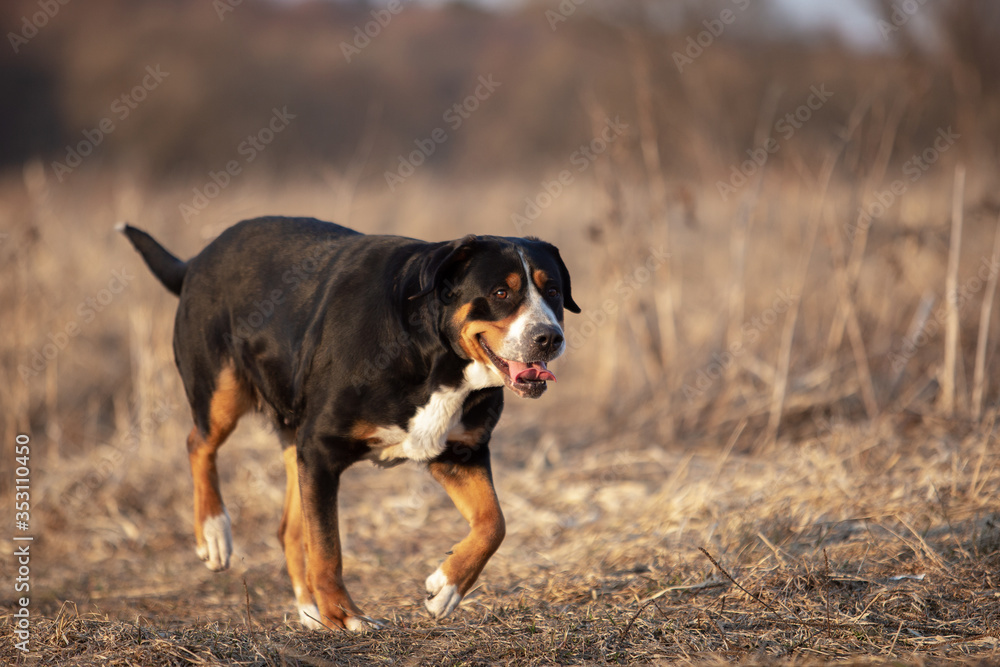 Portrait of a cute great swiss mountain dog in spring park. Portrait of a cute great swiss mountain dog in spring park.