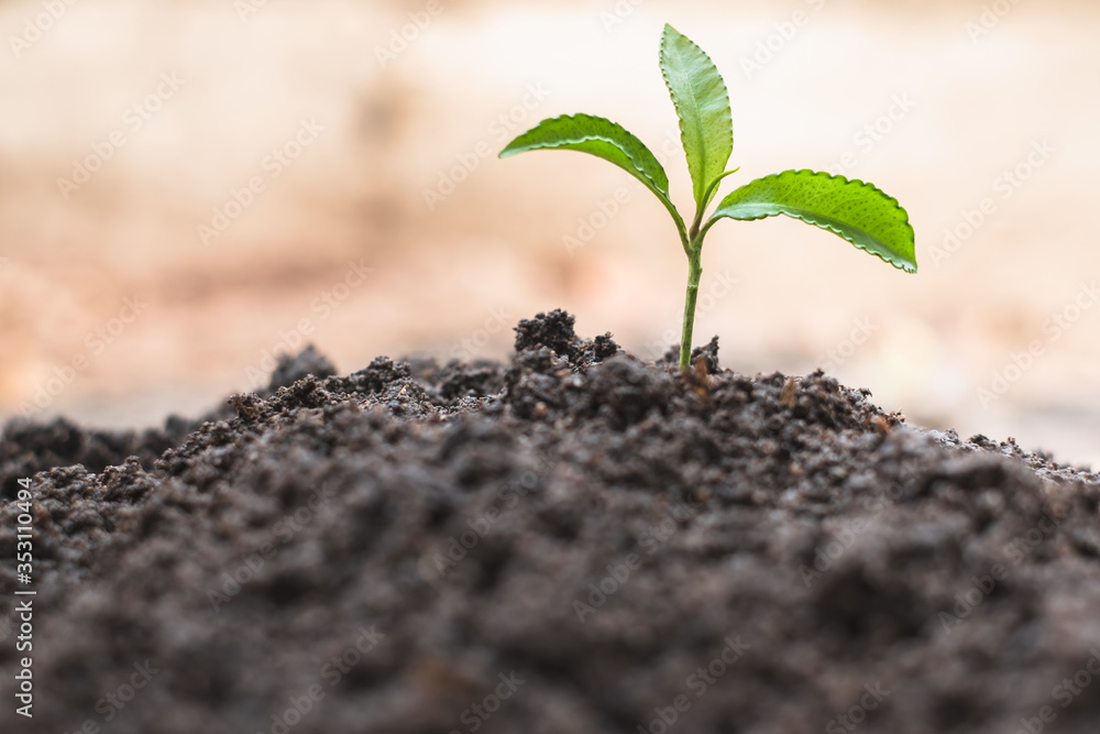 Small seedlings that germinate from complete soil The concept of caring for seedlings and soil Resources that should be maintained Save the world by planting trees World environment day. Small seedlings that germinate from complete soil The concept of caring for seedlings and soil Resources that should be maintained Save the world by planting trees World environment day.