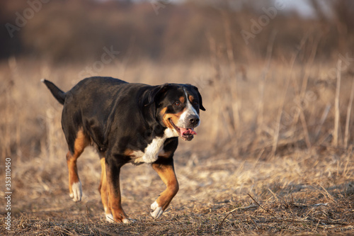 Portrait of a cute great swiss mountain dog in spring park.