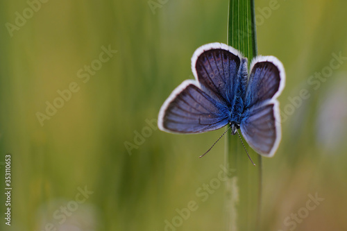 Common blue butterfly - polyommatus icarus on the grass
