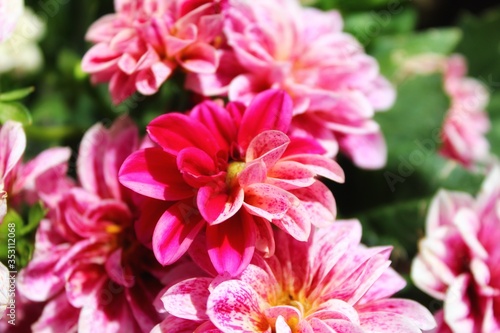 pink dahlia flower