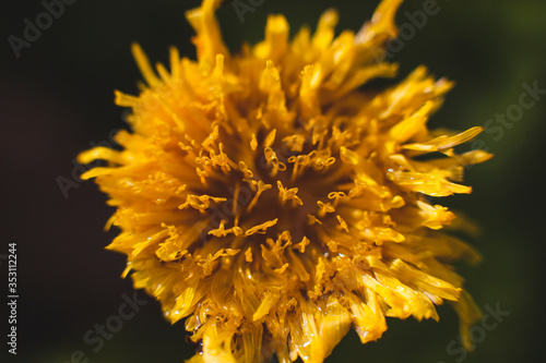 dandelion spring blooms ygjckt rain in the sun