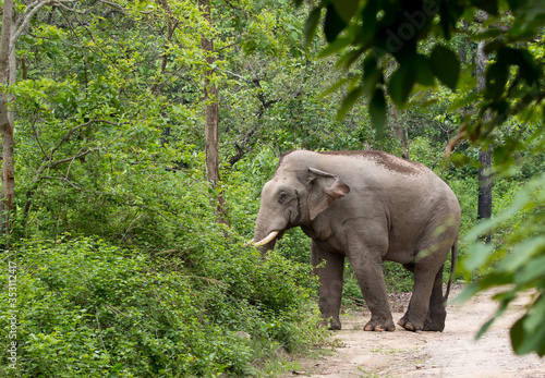 A big angry male Elephant (Tusker) in Jim Corbett National park © Abhishek Mittal