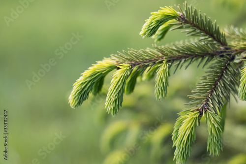 Spruce branch. Beautiful spruce branch with needles. Christmas tree in nature. Spruce close-up. Natural wallpaper.