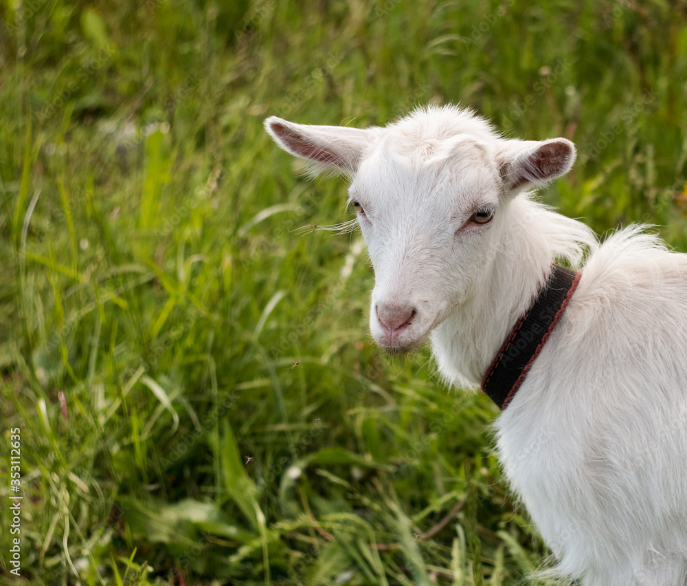 Beautiful goat chews grass. White goat outdoors, photo of farm animals.