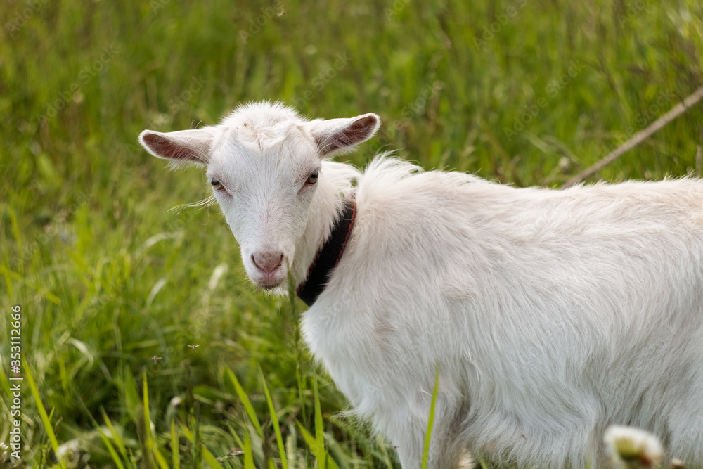 Beautiful goat chews grass. White goat outdoors, photo of farm animals.