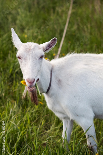 Lovely goat. White goat outdoors  photo of farm animals.