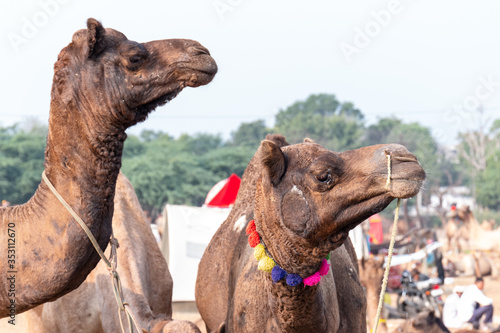 Portrait of decorated camels in Pushkar camel fair, Rajasthan, India. © Abhishek Mittal