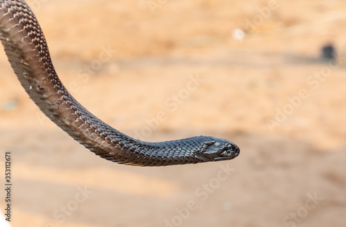 Portrait shot of Indian Cobra snake at Pushkar, Rajasthan
