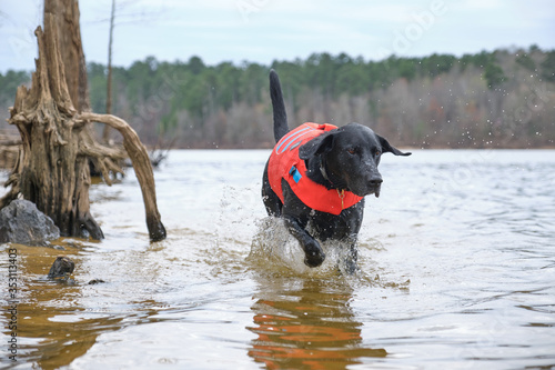 Male Black Labrador Retriever dog in a red protective flotation vest plays with his toy tennis ball in a lake near Raleigh, North Carolina.