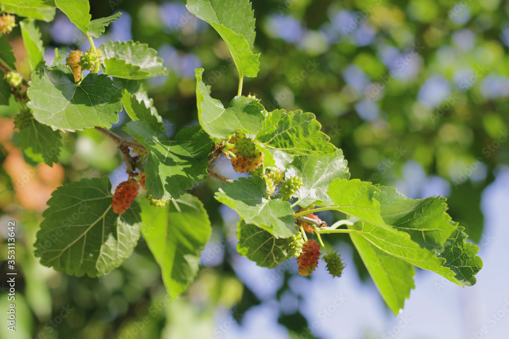 a branch of a tree on which berries grow on a Sunny day a branch of a tree on which berries grow on a Sunny day