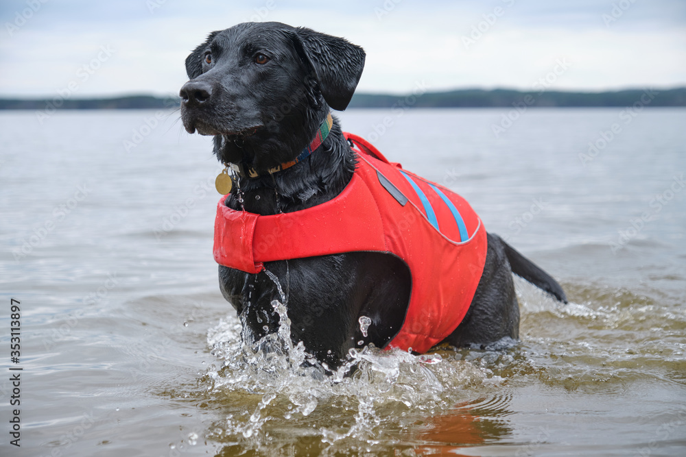 Male Black Labrador Retriever dog in a red protective flotation vest plays with his toy tennis ball in a lake near Raleigh, North Carolina.