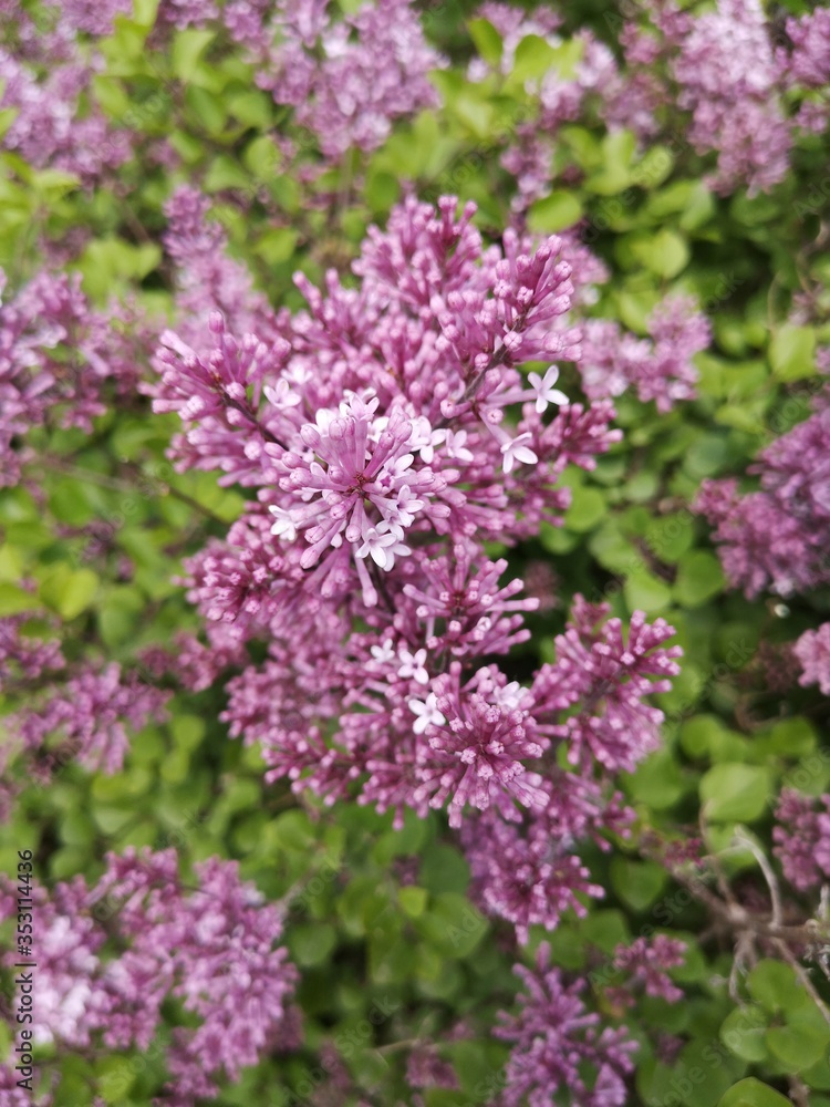 Syringa meyeri Palibin (Korean lilac). Lilac pink flower. Lilac flowers bunch. Syringa meyeri Palibin (Korean lilac). Lilac pink flower. Lilac flowers bunch.