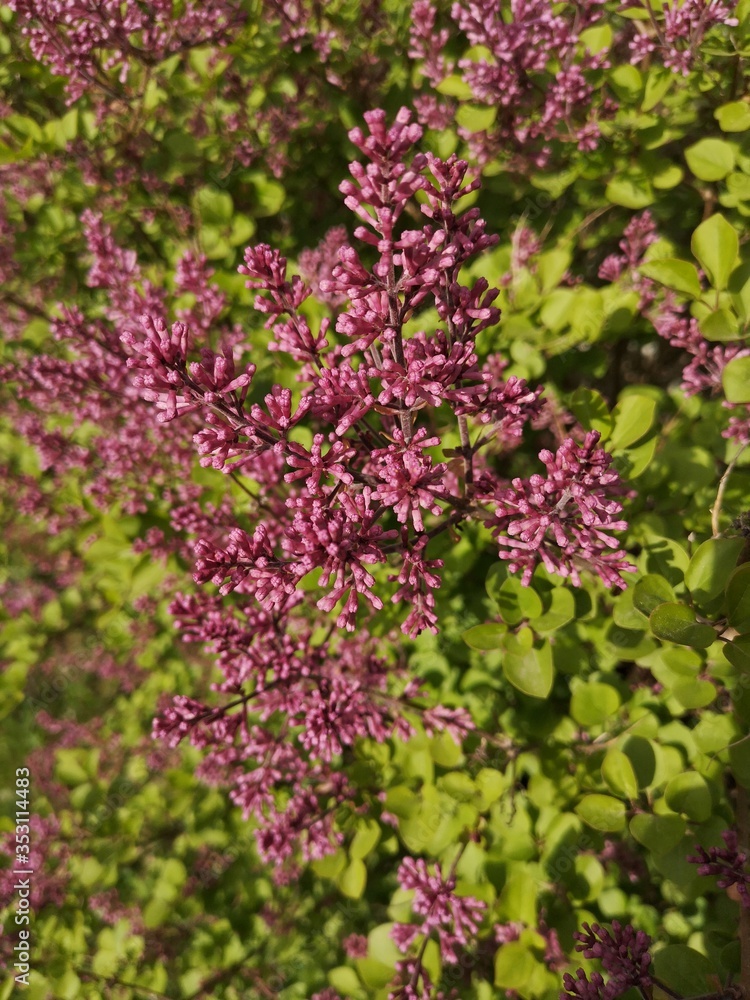 Syringa meyeri Palibin (Korean lilac). Lilac pink flower. Lilac flowers bunch. Syringa meyeri Palibin (Korean lilac). Lilac pink flower. Lilac flowers bunch.