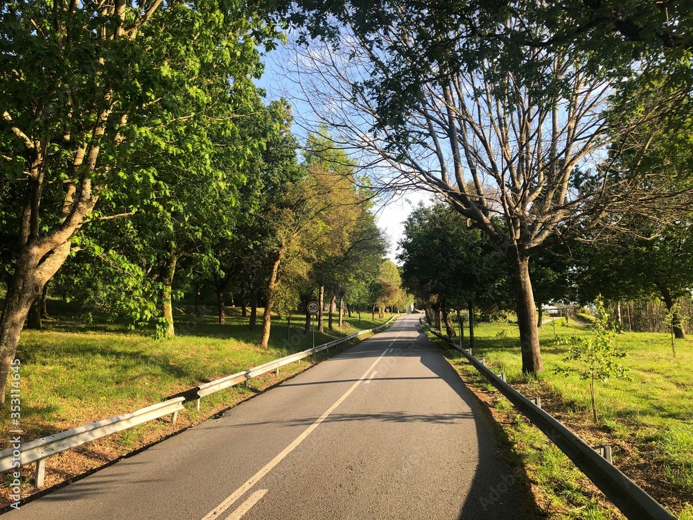 Fototapeta premium path in the park