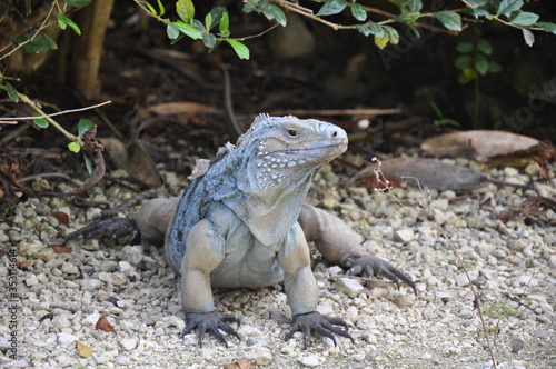 Blue Iguana facing right © Andrew