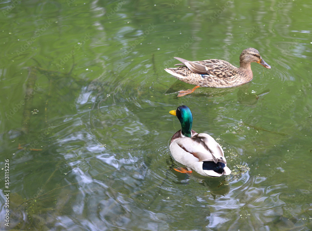 Obraz premium pair of wild duck on the pond close up