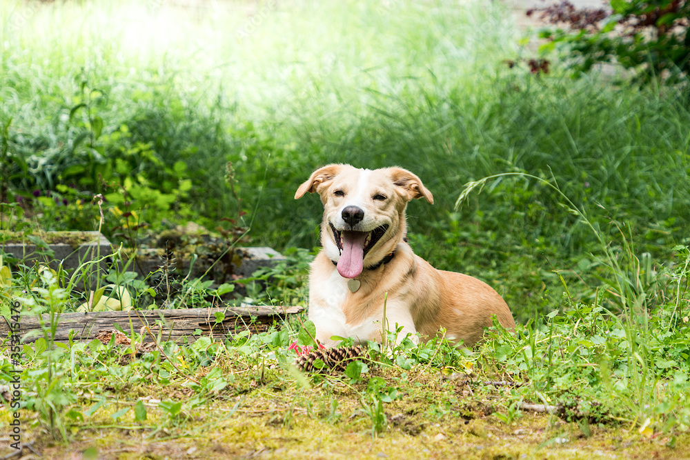 Young smiling labrador lying in the grass in front of a pine cone Young smiling labrador lying in the grass in front of a pine cone