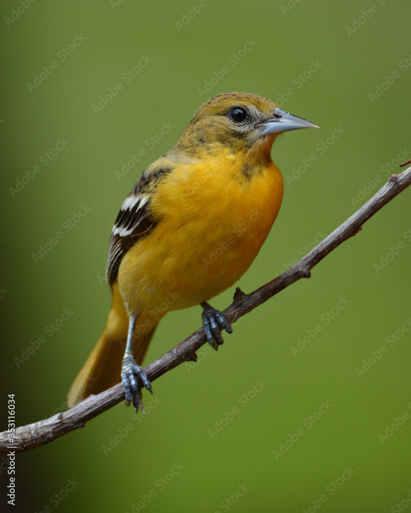 Female northern Baltimore Oriole bird