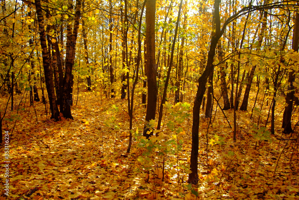 Golden autumn in the forest, Moscow Golden autumn in the forest, Moscow