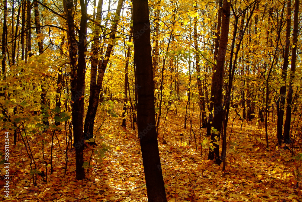 Obraz premium Golden autumn in the forest, Moscow