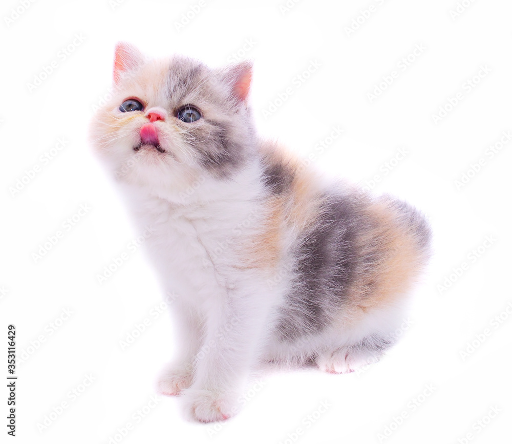 persian  kitten on white background