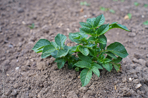 young potato plant in the garden