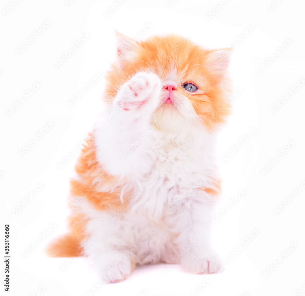 Fototapeta premium cute persian kitten on white background