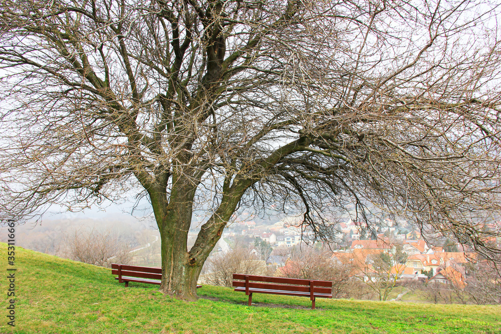 2 empty wooden benches under a old tree