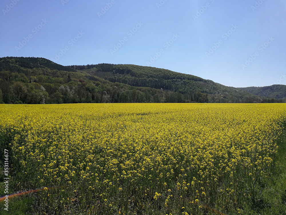 yellow blossoming canola field in spring