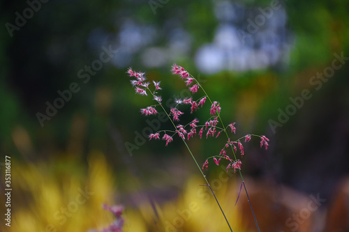 purple flowers in the meadow