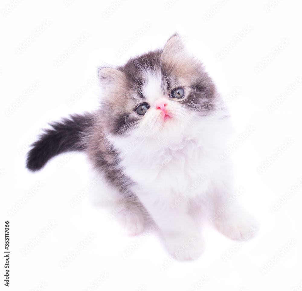 Fototapeta premium kitten on white background