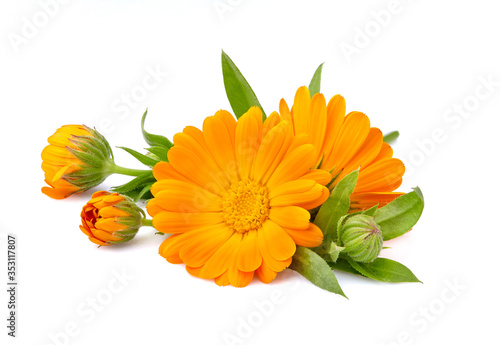 Calendula. Flowers with leaves isolated on white background.