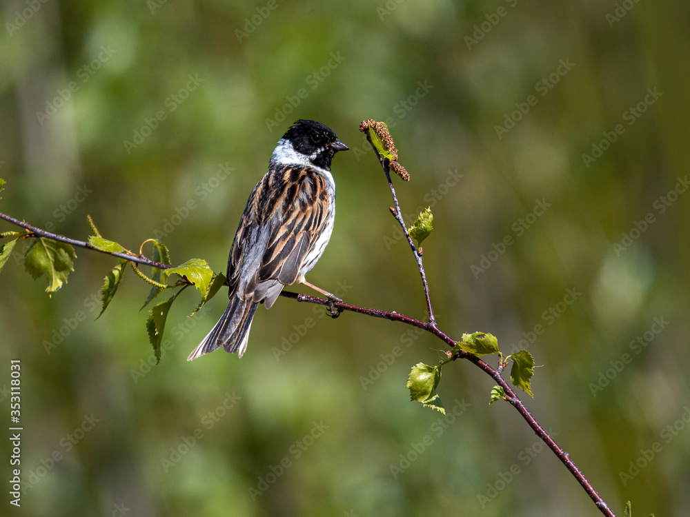 Fototapeta premium A handsome male bird sitting on a birch branch. Suurpelto, Espoo, Finland.