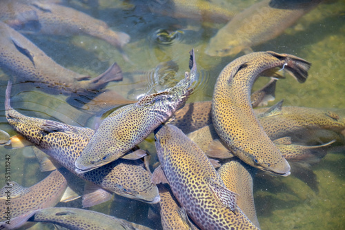School of large Rainbow Trout congregating in an industrial pool of a fish hatchery near Asheville, North Carolina. These fish and their offspring are released into the local streams and rivers.