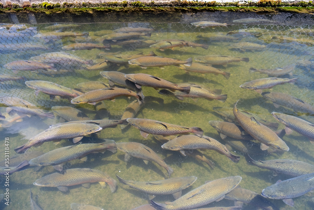 School of large Rainbow Trout congregating in an industrial pool of a fish hatchery near Asheville, North Carolina. These fish and their offspring are released into the local streams and rivers. School of large Rainbow Trout congregating in an industrial pool of a fish hatchery near Asheville, North Carolina. These fish and their offspring are released into the local streams and rivers.