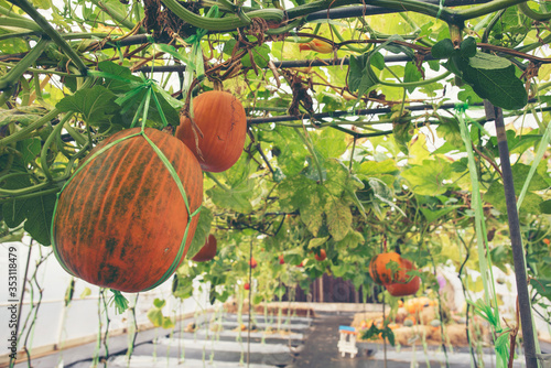 A giant pumpkin sits on the...