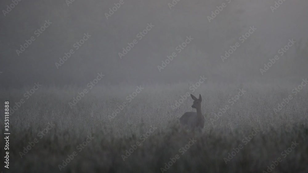 Roe deer female standing in the morning fog and watch, spring, (capreolus capreolus), germany
Roe deer female standing in the morning fog and watch, spring, (capreolus capreolus), germany