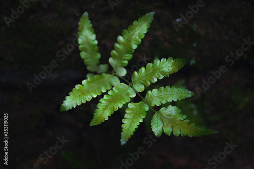 fern leaf in the forest