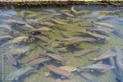 School of large Rainbow Trout congregating in an industrial pool of a fish hatchery near Asheville  North Carolina. These fish and their offspring are released into the local streams and rivers.