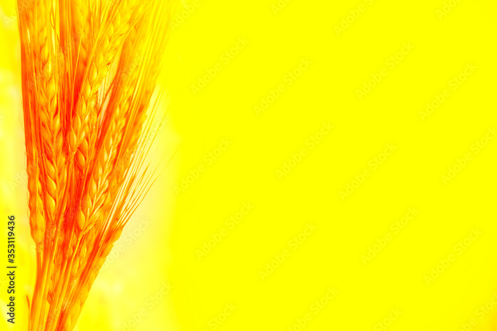 Blurred background. field. spikelets of wheat Blurred background. field. spikelets of wheat