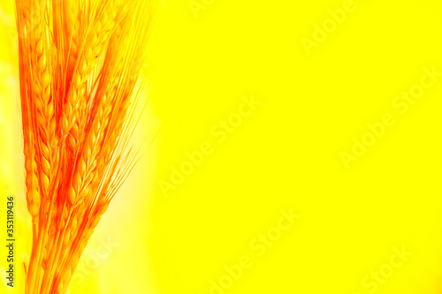 Blurred background. field. spikelets of wheat