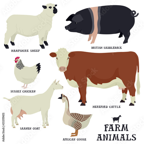 Farm animals Flat vector illustrations Isolated objects Cattle breeding and poultry farming